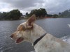 My dogs first time on the boat